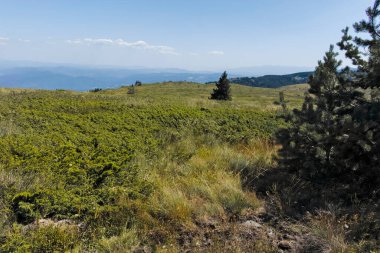 Bulgaristan 'ın Sofya Şehir Bölgesi Vitosha Dağı' nın sonbahar manzarası