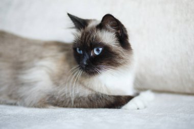 Kutsal Birman kedisi mühür işaret