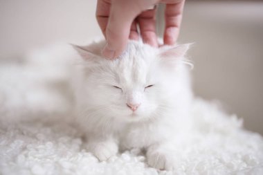 Kabarık beyaz kedi