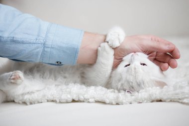 Kabarık beyaz kedi