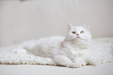 kabarık beyaz kedi