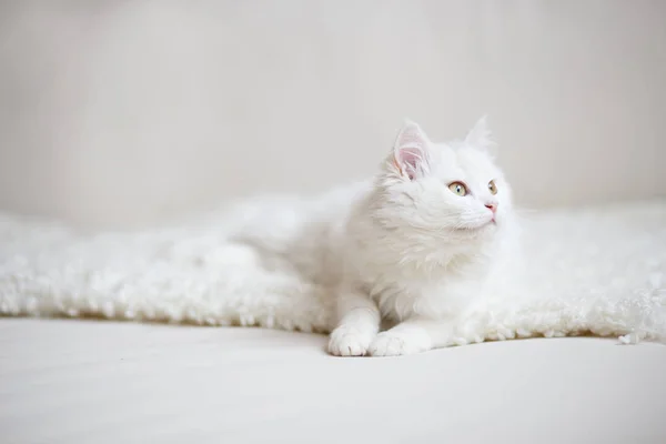 Chat pelucheux blanc — Photo