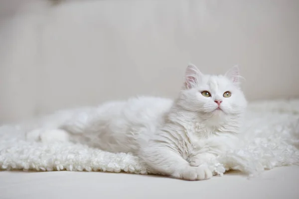 Witte pluizige kat — Stockfoto