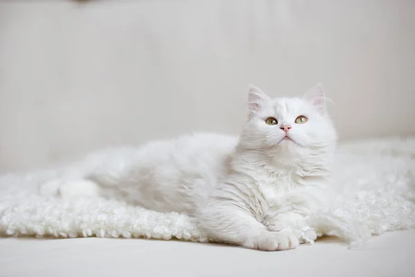 Witte pluizige kat Stockafbeelding