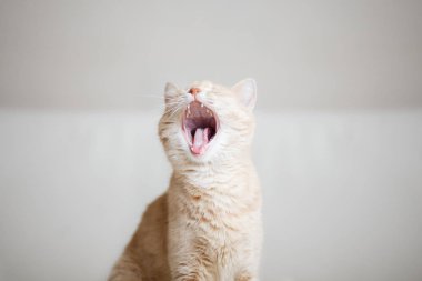 Kızıl saçlı kedi