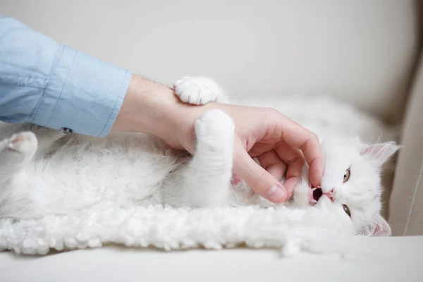 Gato blanco esponjoso — Foto de Stock