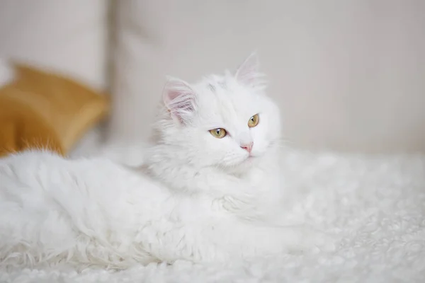 Gato fofo branco — Fotografia de Stock