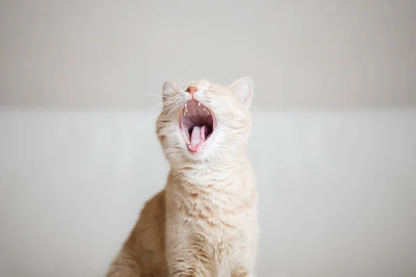 Gato pelirrojo — Foto de Stock