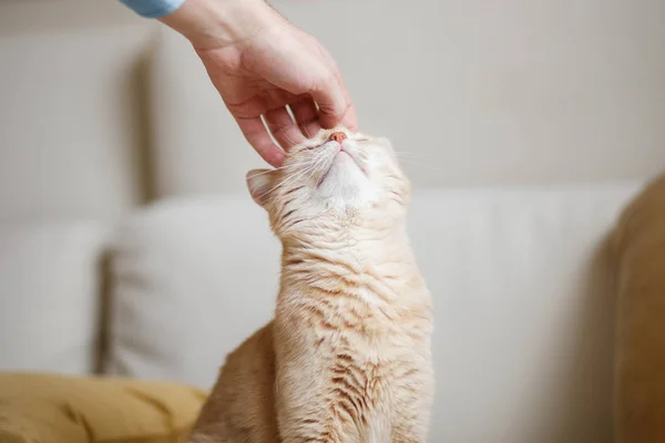 Rotkopfkatze — Stockfoto