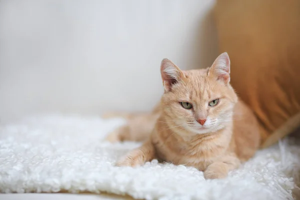 Kızıl saçlı kedi