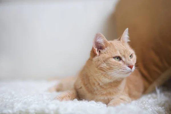 붉은 머리 고양이 — 스톡 사진