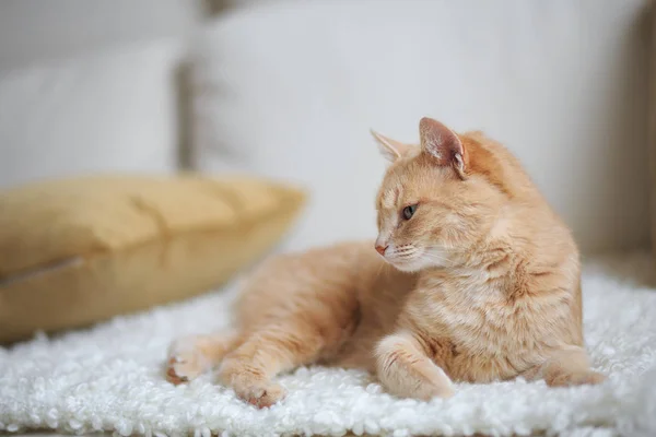 Vörös hajú macska — Stock Fotó