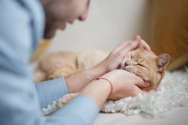 Kızıl saçlı kedi