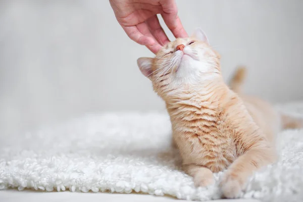 Kızıl saçlı kedi