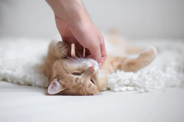 Kızıl saçlı kedi