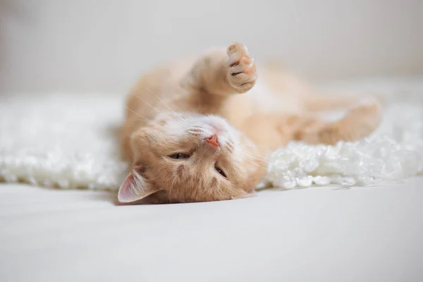 Kızıl saçlı kedi