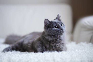 Kabarık Gri kedi sahipleri ellerinde oturan