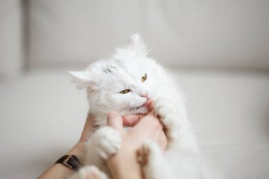 Beyaz tüylü kedi sahibi ile çalış