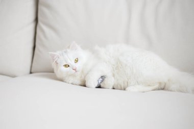 Koltukta yalan beyaz kabarık kedi