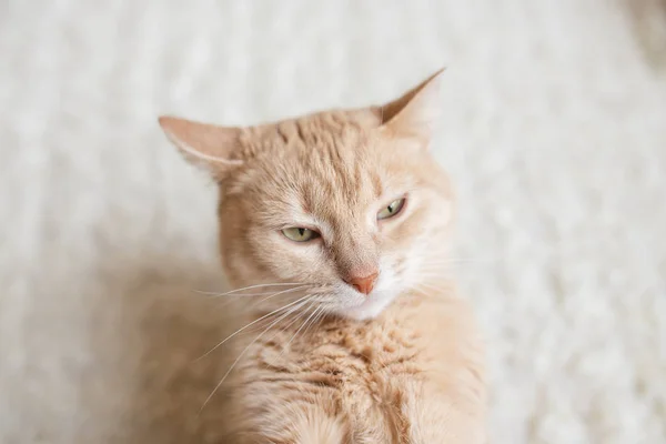 Gato fofo vermelho brinca com o proprietário — Fotografia de Stock