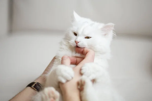 Witte pluizige kat speelt met de eigenaar — Stockfoto