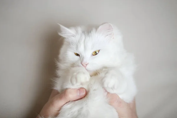 Λευκή χνουδωτή γάτα παίζει με τον ιδιοκτήτη — Φωτογραφία Αρχείου