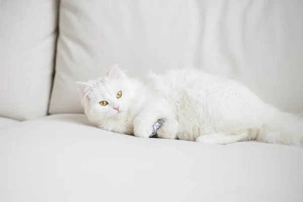 소파에 누워 흰 솜 털 고양이 — 스톡 사진