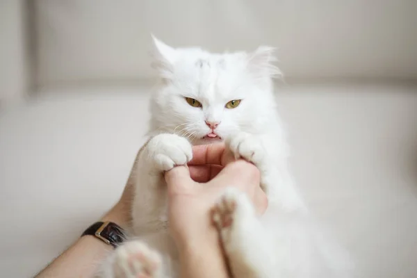 Beyaz tüylü kedi sahibi ile çalış