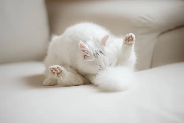 Kendisi beyaz bir arka plan üzerinde beyaz kabarık kedi yalıyor