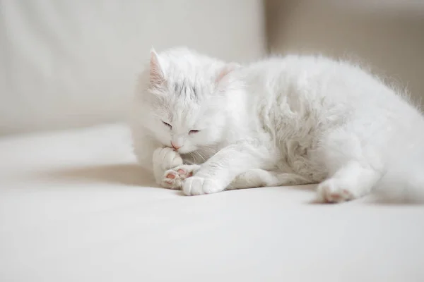 Kendisi beyaz bir arka plan üzerinde beyaz kabarık kedi yalıyor