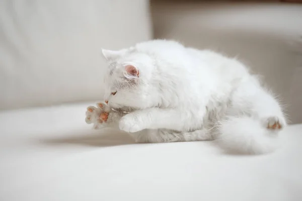 Vita fluffiga katten slickar sig — Stockfoto