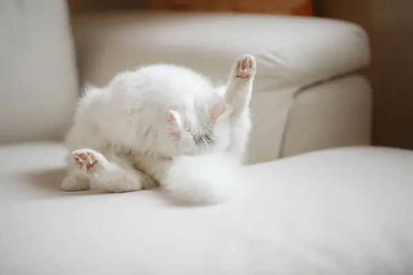 Kendisi beyaz bir arka plan üzerinde beyaz kabarık kedi yalıyor