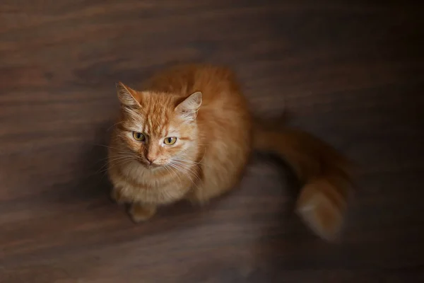 Portrait de chat roux moelleux avec de gros moustaches blanches — Photo