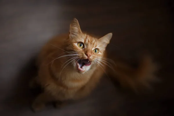 Portrait de chat roux moelleux avec de gros moustaches blanches — Photo