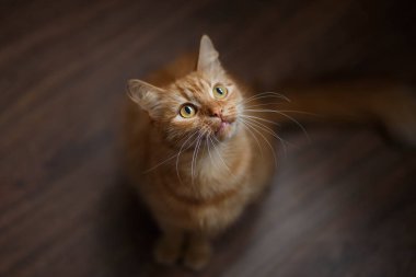 büyük beyaz bıyık ile kabarık zencefil kedi portresi