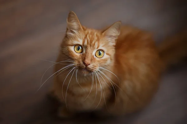 Портрет пушистой рыжей кошки с большими белыми усами — стоковое фото