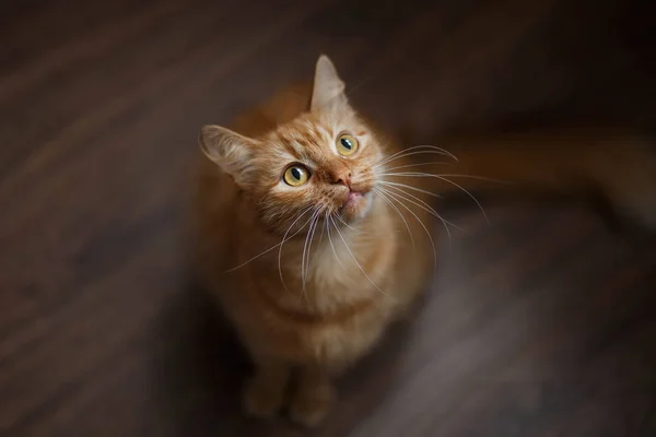 büyük beyaz bıyık ile kabarık zencefil kedi portresi