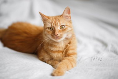 Hafif bir adam pofuduk zencefil kedi