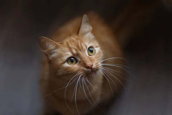 Karanlık bir arka plan üzerinde kabarık zencefil kedi — Stok fotoğraf