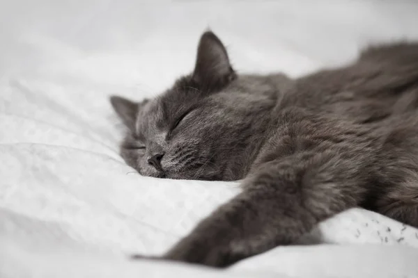 가벼운 담요에 무성 한 회색 고양이 — 스톡 사진
