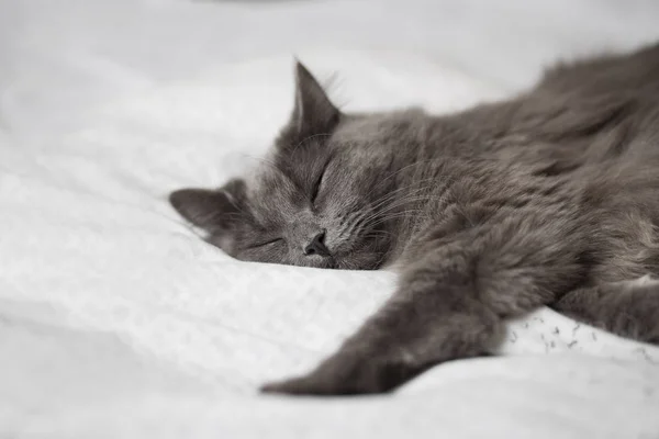Nadýchané šedá kočka spící na lehké deky — Stock fotografie
