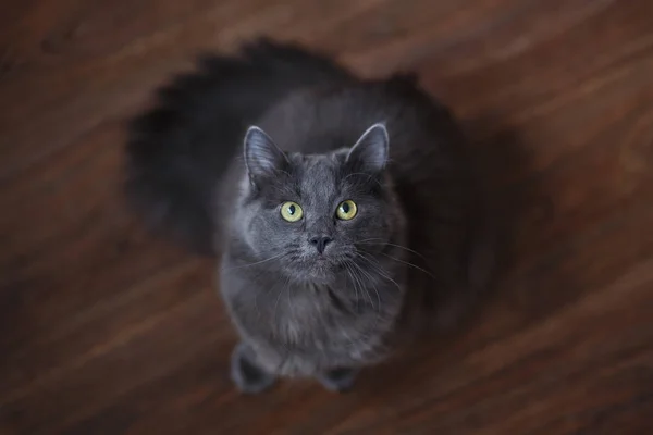 Karanlık bir arka plan üzerinde kabarık gri kedi