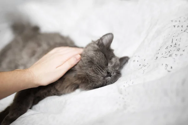 Bolyhos szürke macska alszik egy könnyű takaró — Stock Fotó