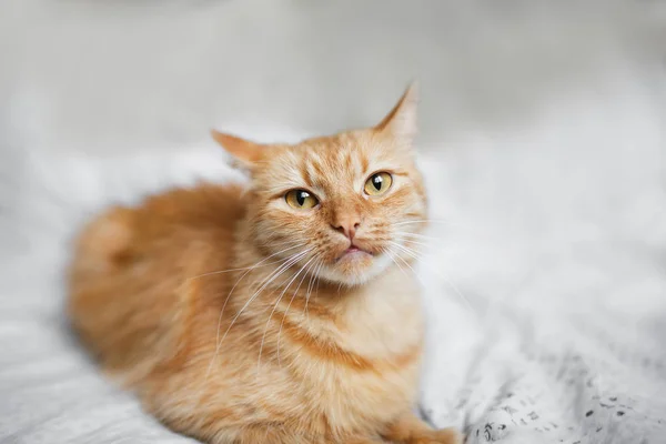 Flauschige Ingwerkatze auf hellem Hintergrund — Stockfoto