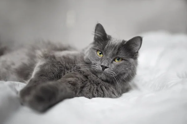 Kabarık Gri kedi üzerinde hafif bir battaniye uyku