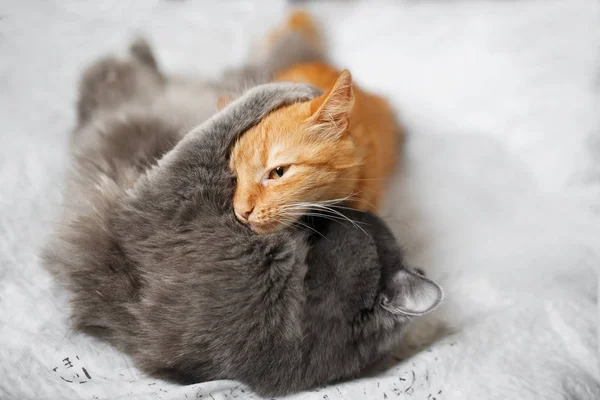 fluffy cat fight