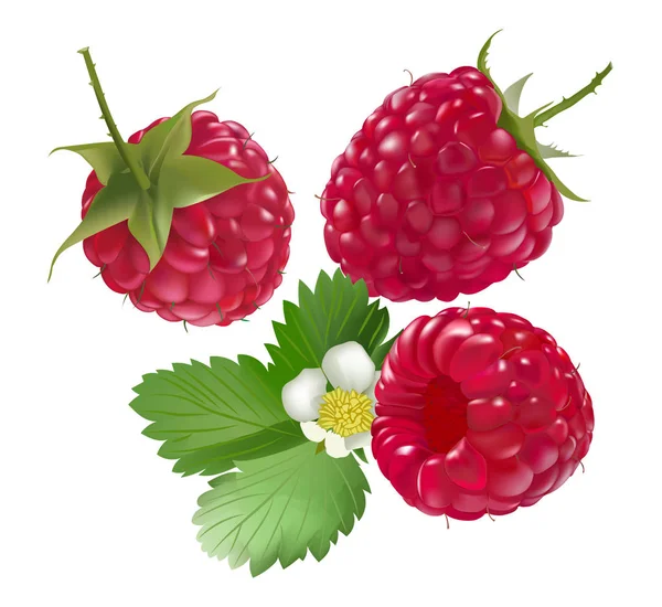 Tasty Juicy Berry Blooms Field — Stock Vector