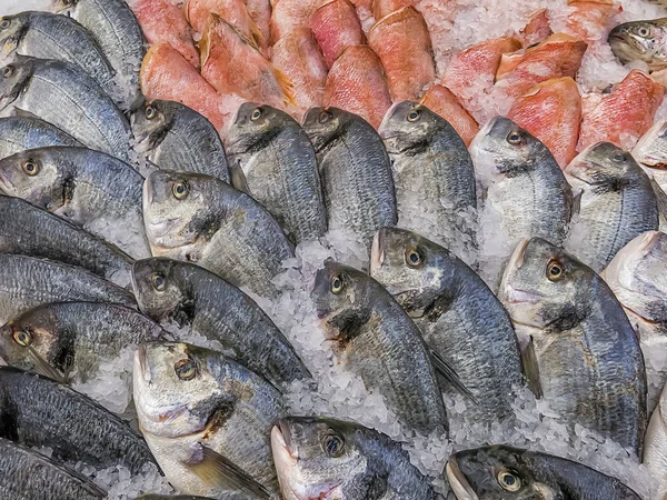 Świeże Delikatesy Serwowania Ryb — Zdjęcie stockowe