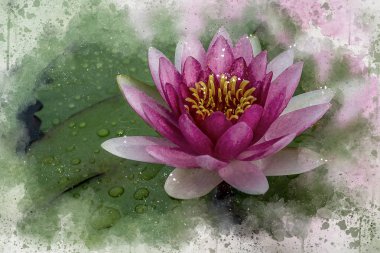 pink waterlily blossom watercolour clipart