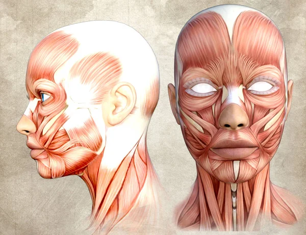 human face anatomy